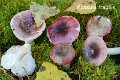 Russula fragilis-amf1695
